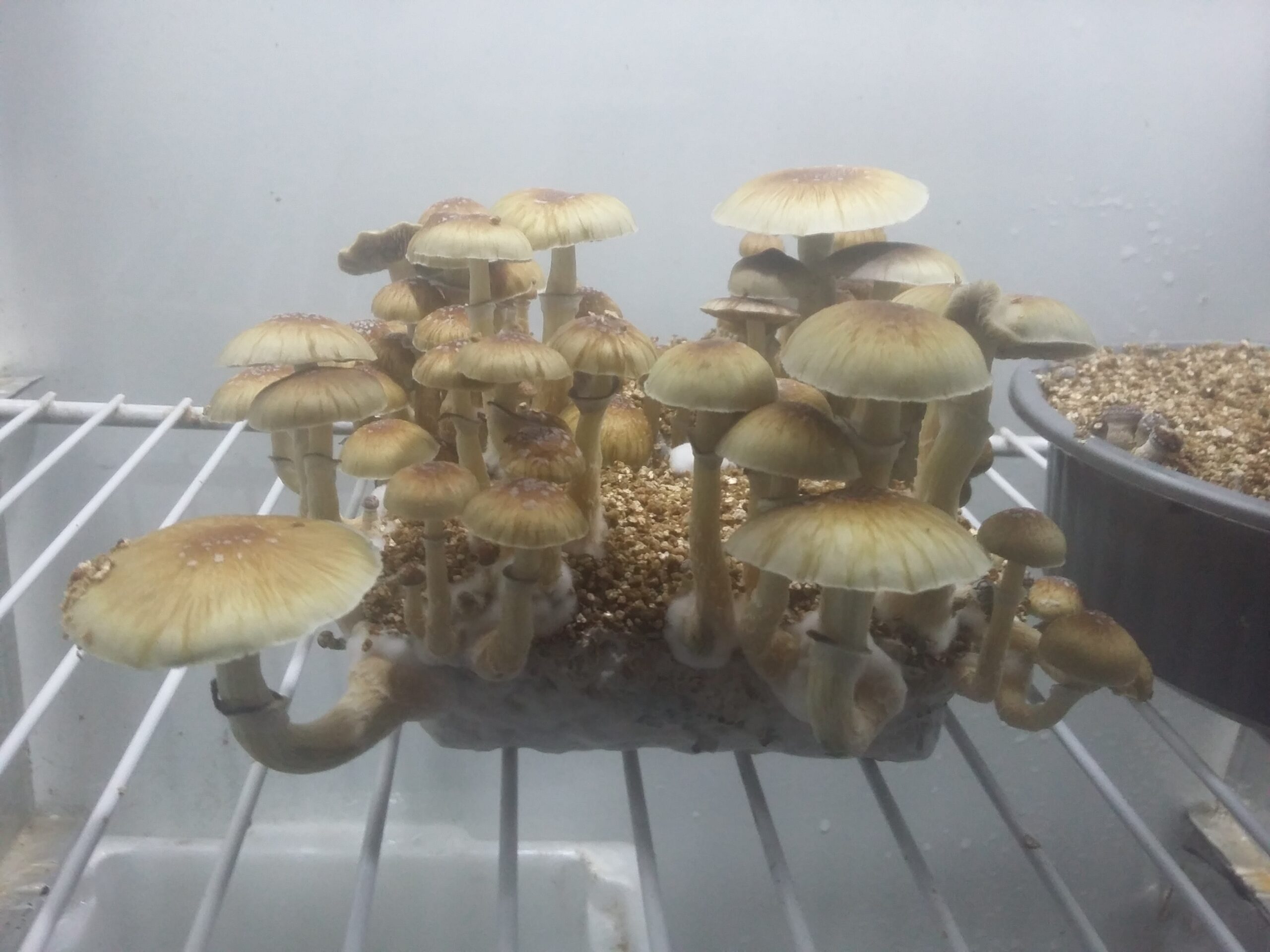 Explorando as Maravilhas dos Cogumelos Mágicos: Uma Jornada Psicodélica