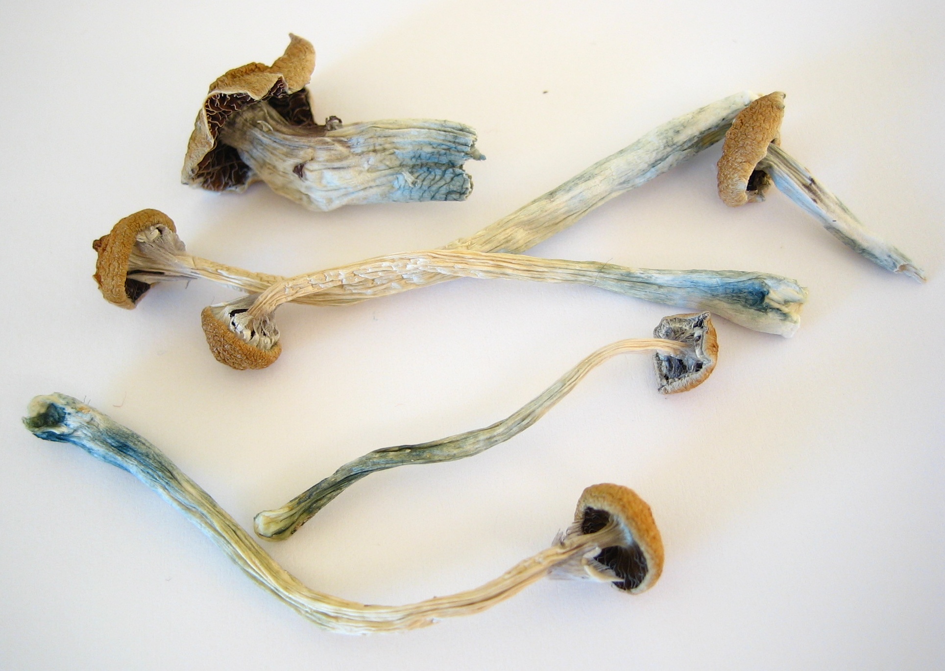 cogumelos alucinogenos